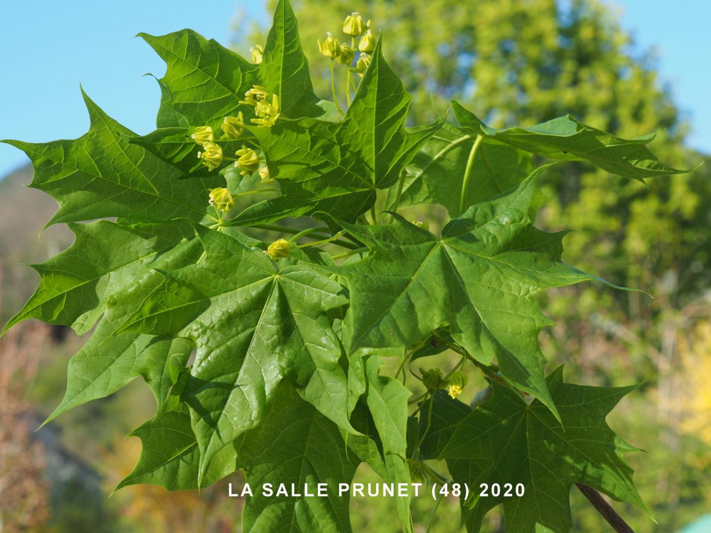 Maple, Norway leaf